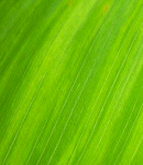 rain-tall-backgrounds-0035